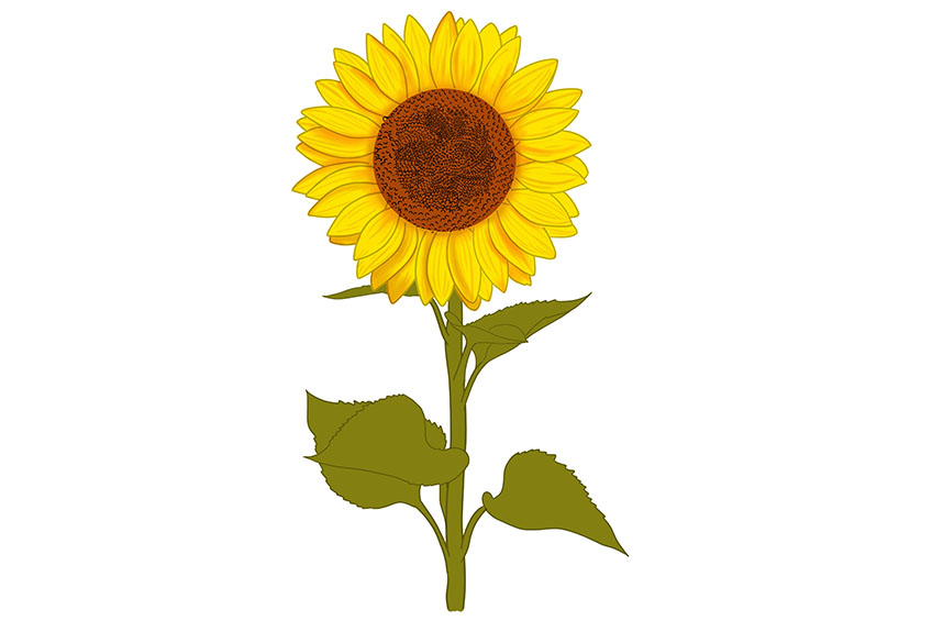 Sunflower Sketch 10
