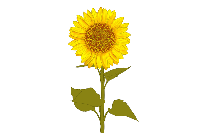 Sunflower Sketch 13