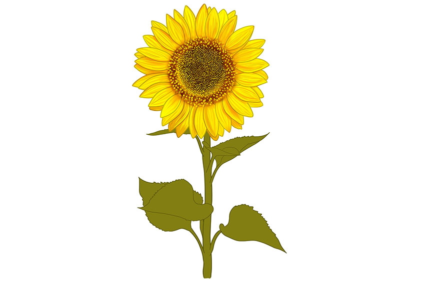 Sunflower Sketch 14