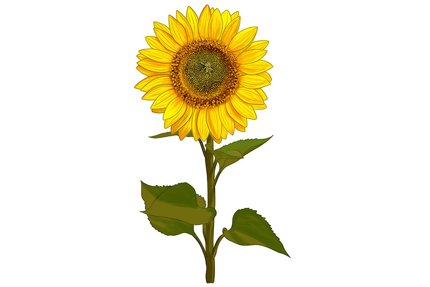 Sunflower Sketch 16