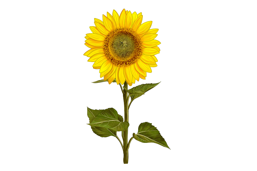 Sunflower Sketch 20