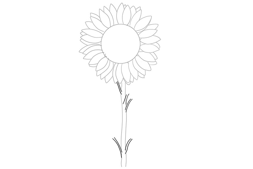Sunflower Sketch 4