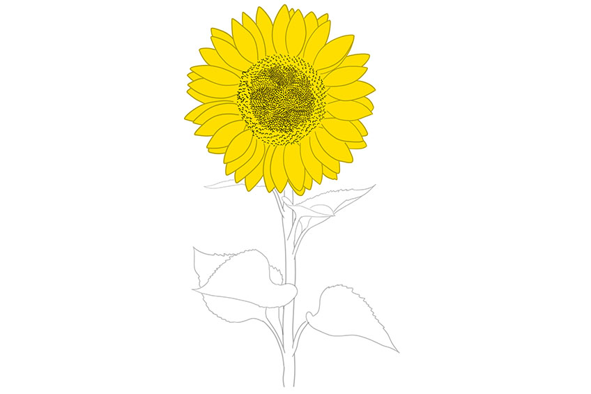 Sunflower Sketch 7