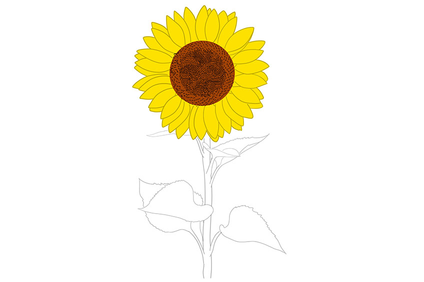 Sunflower Sketch 8