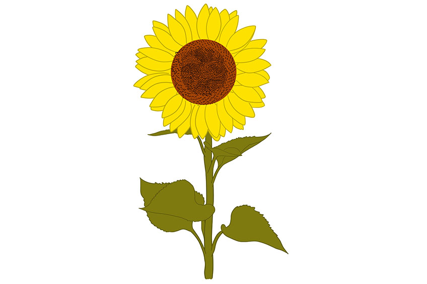 Sunflower Sketch 9