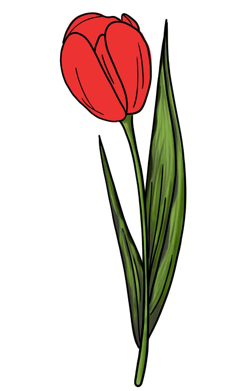 Tulip Sketch 11
