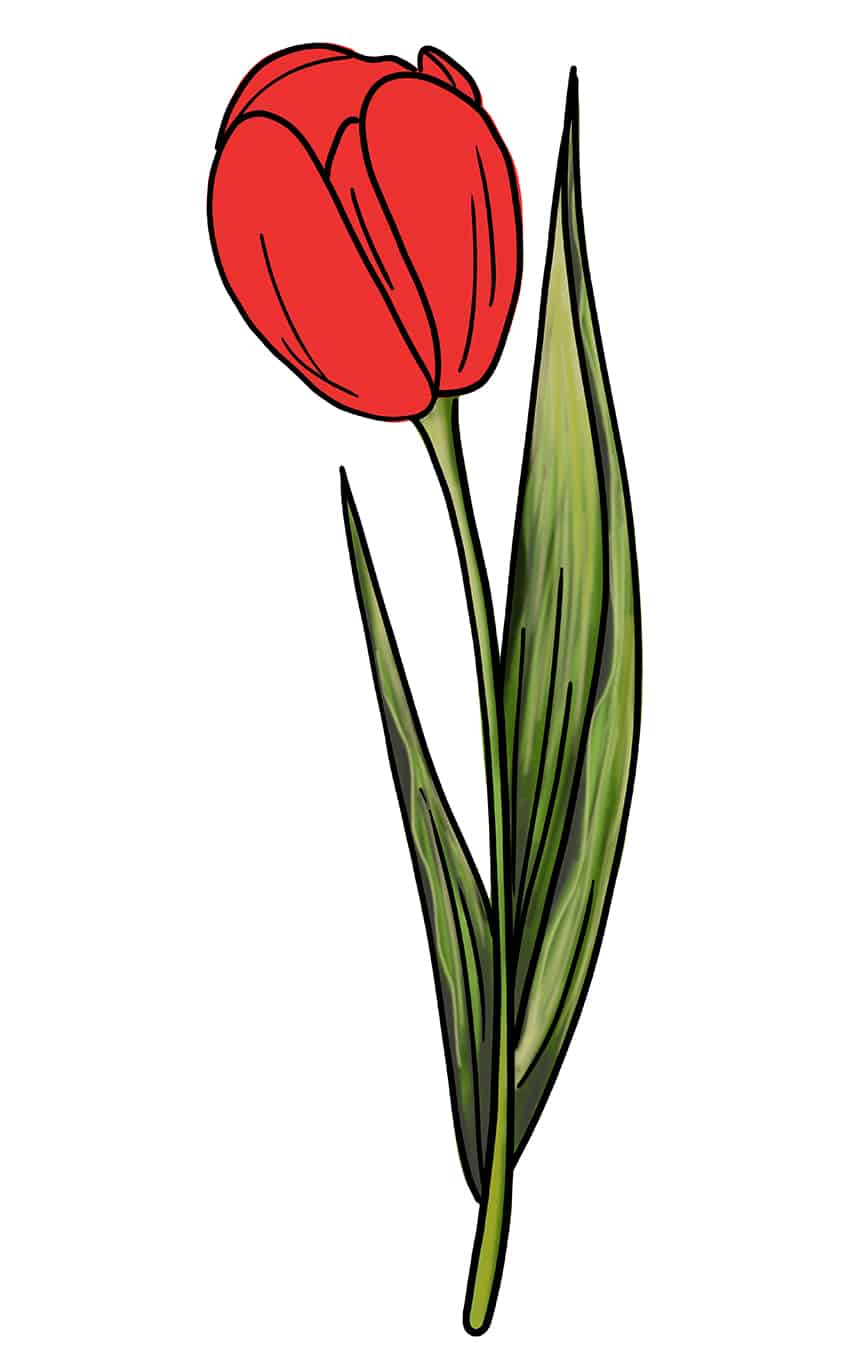 Tulip Sketch 12