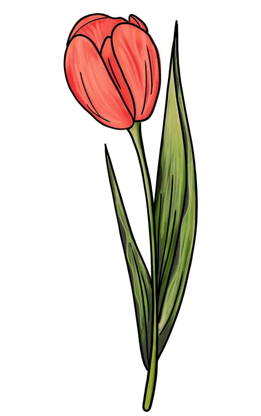 Tulip Sketch 13