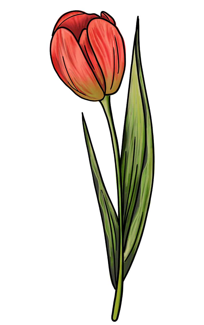 Tulip Sketch 14