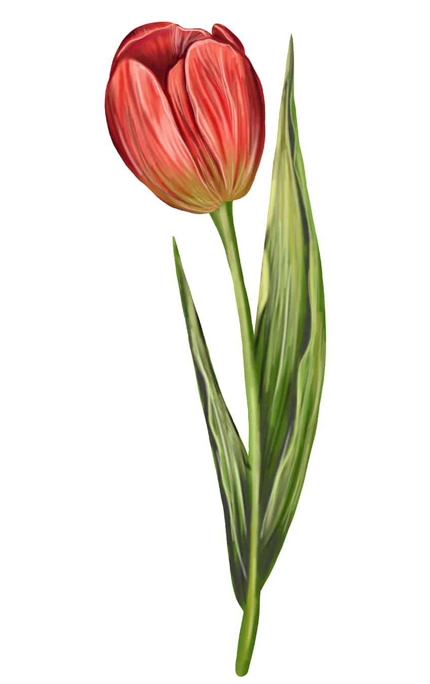 Tulip Sketch 17