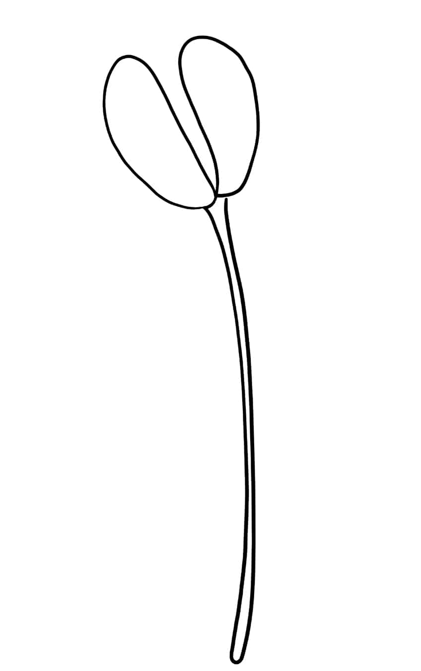 Tulip Sketch 3