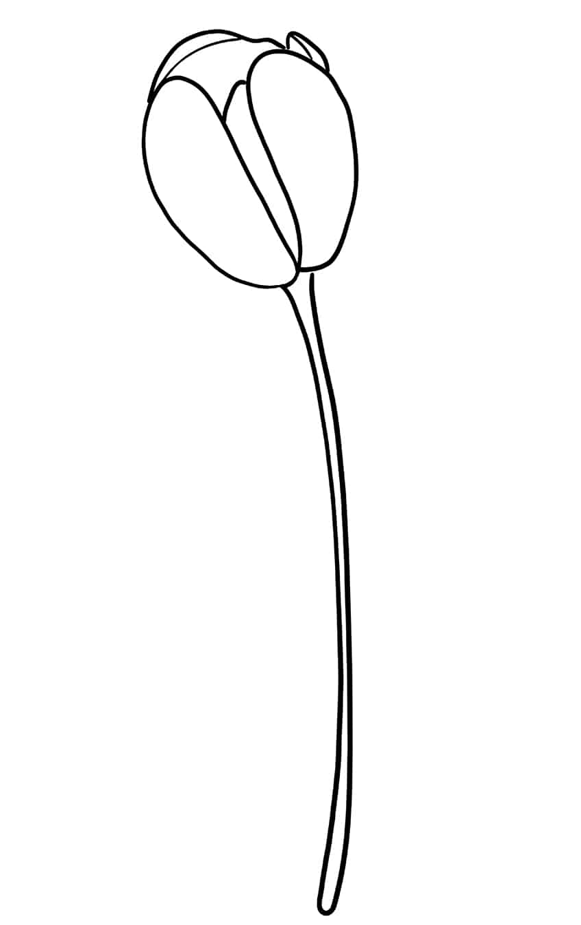 Tulip Sketch 5