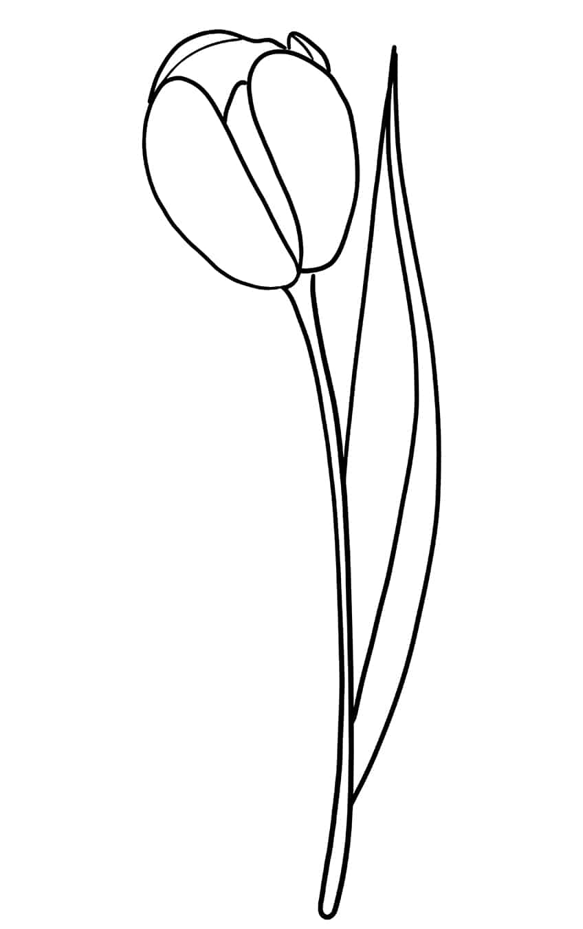 Tulip Sketch 6
