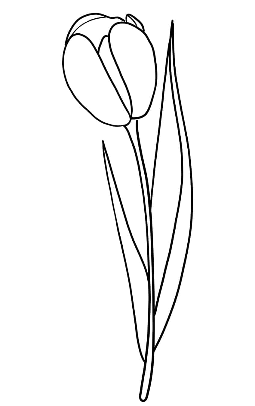 Tulip Sketch 7