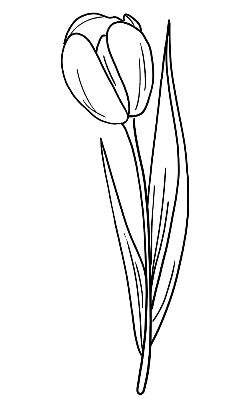 Tulip Sketch 8