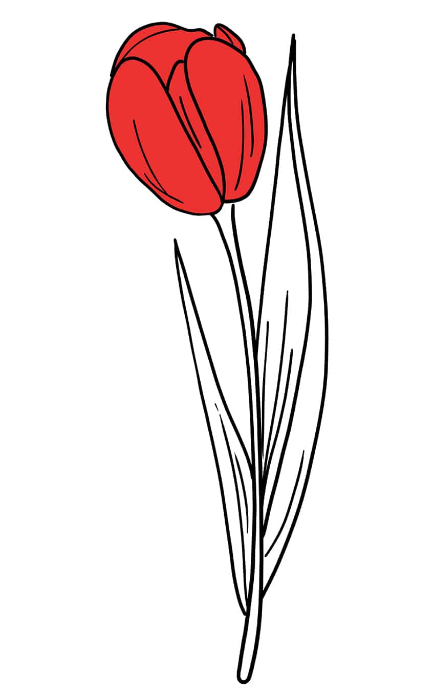 Tulip Sketch 9