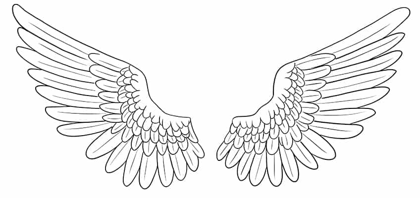 Wings Sketch 11